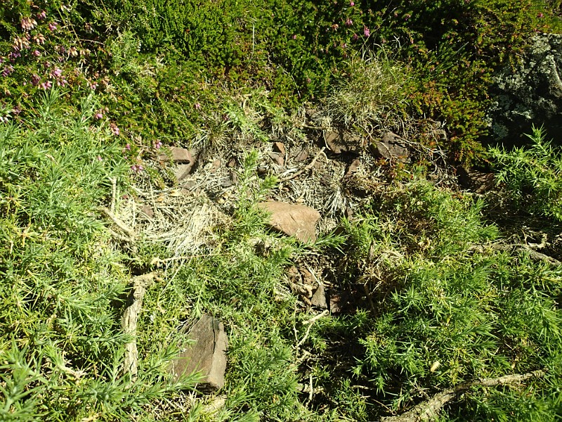 2014 Edinburgh 2014-07-09 075.JPG - This is the rock I collected.